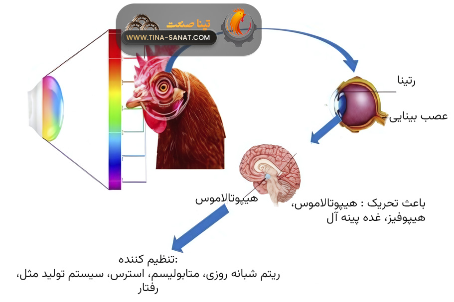 تاثیر رنگ لام مرغداری